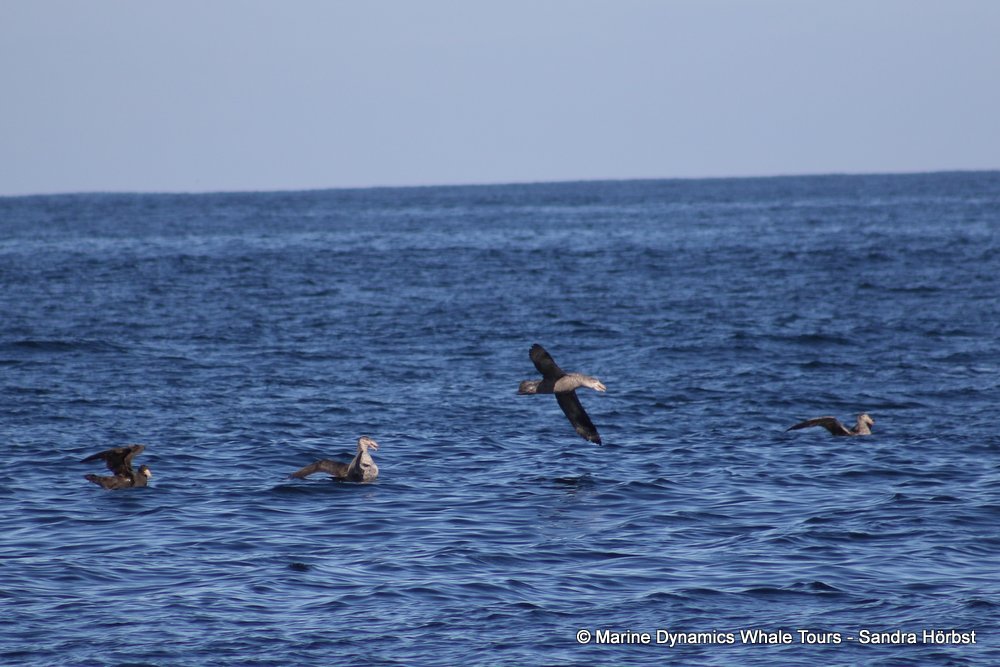 giant petrel, whale watching, gansbaai, south africa,