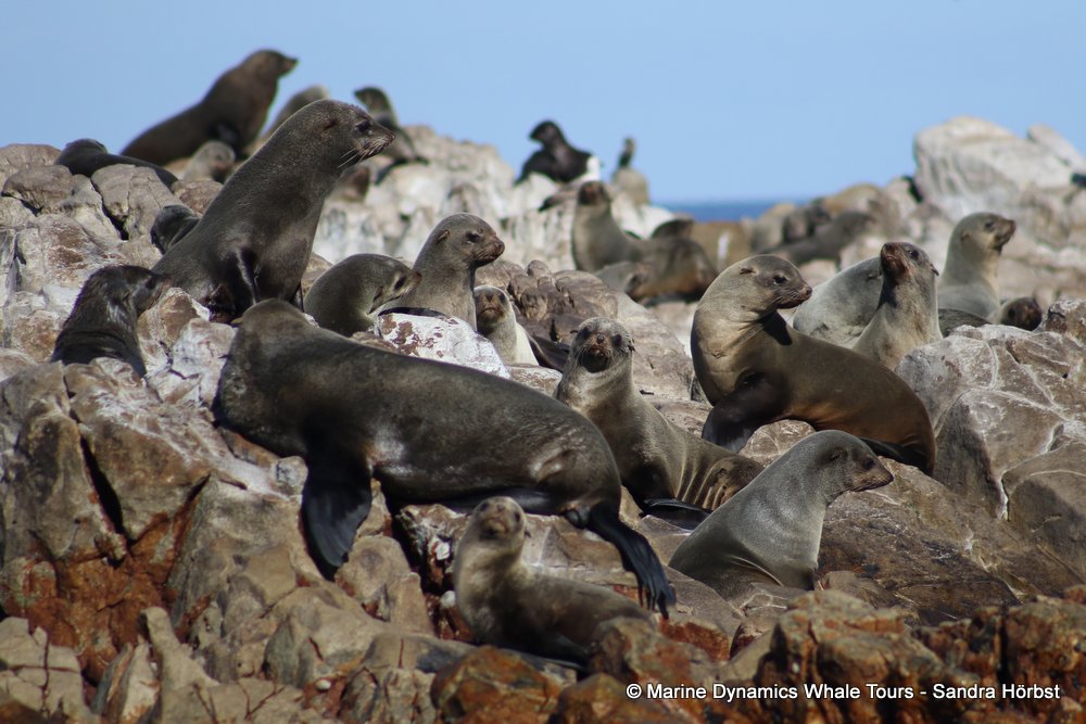 cape fur seal, whale watching, gansbaai, south africa