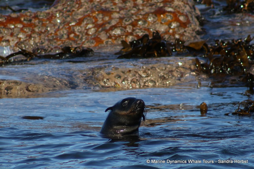 cape fur seal, whale watching, gansbaai, south africa