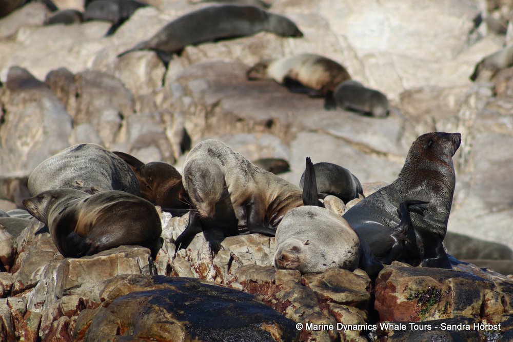 cape fur seal, whale watching, gansbaai, south africa