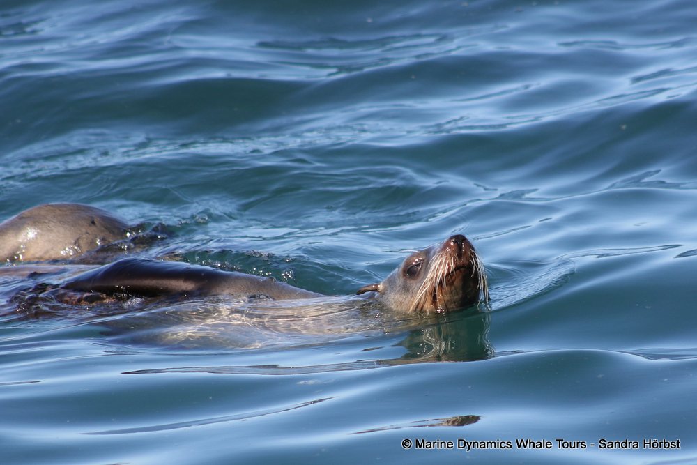 cape fur seal, whale watching, gansbaai, south africa