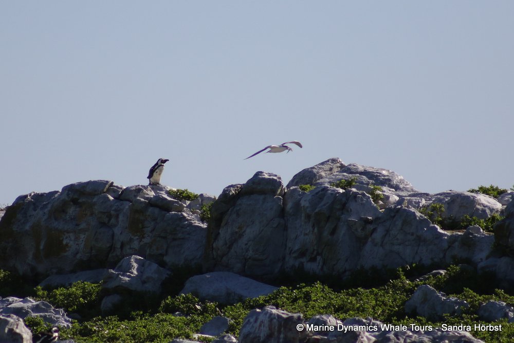 penguins, whale watching, gansbaai, south africa,
