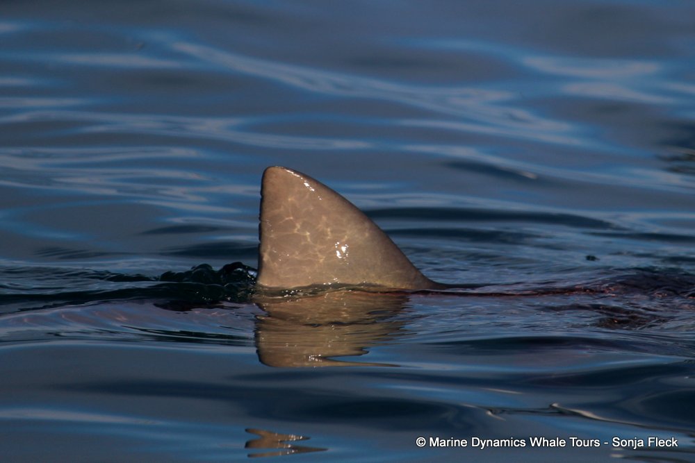 bronze whaler shark, whale watching, gansbaai, south africa,