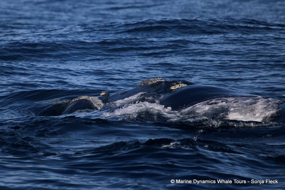 Southern right whale, whale watching, gansbaai, south africa,