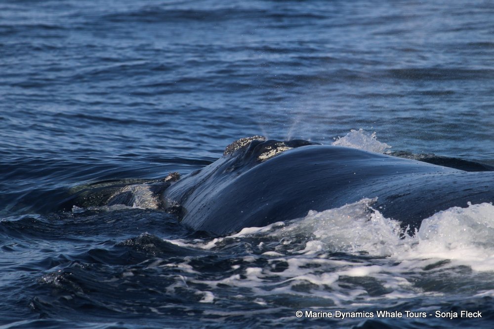 Southern right whale, whale watching, gansbaai, south africa,
