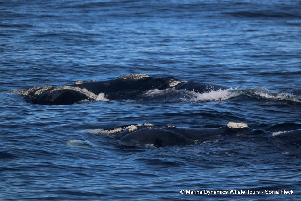 Southern right whale, whale watching, gansbaai, south africa,
