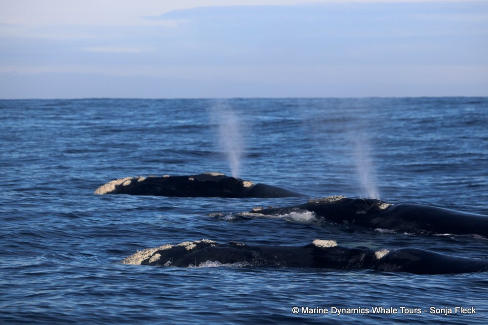 Marine Big 5 Daily Blog 07 June