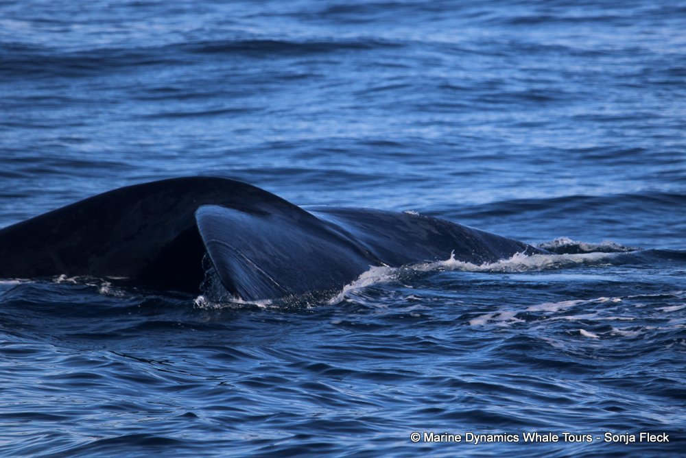Southern right whale, whale watching, gansbaai, south africa,