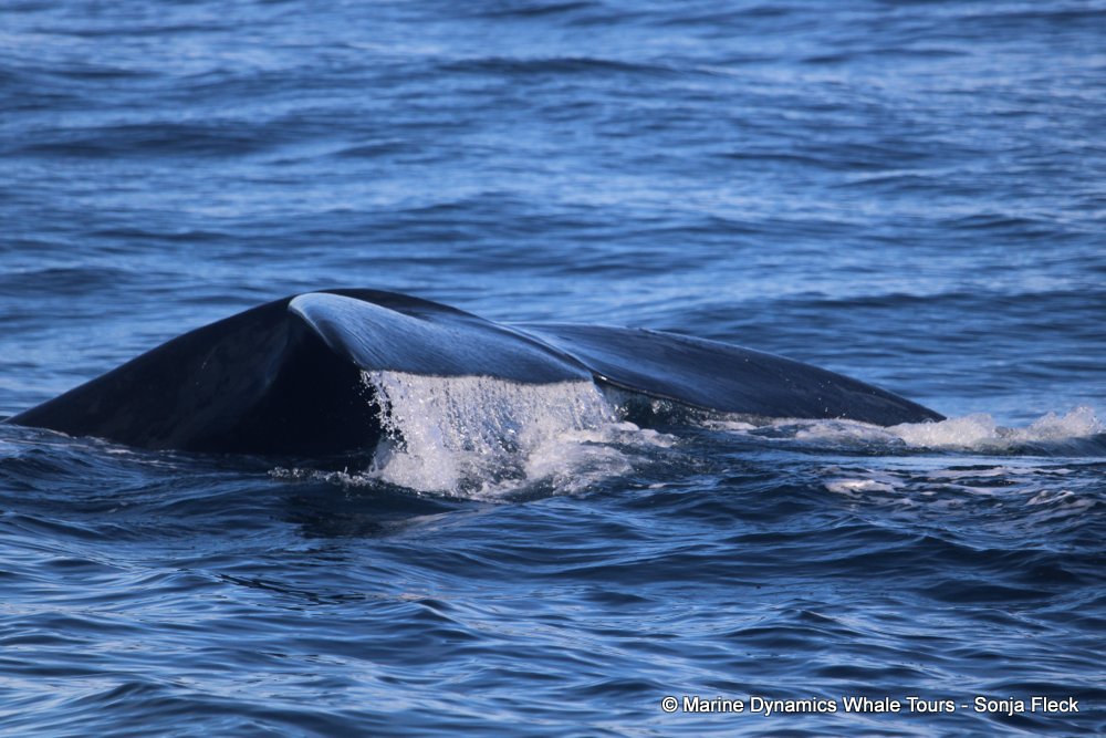 Southern right whale, whale watching, gansbaai, south africa,