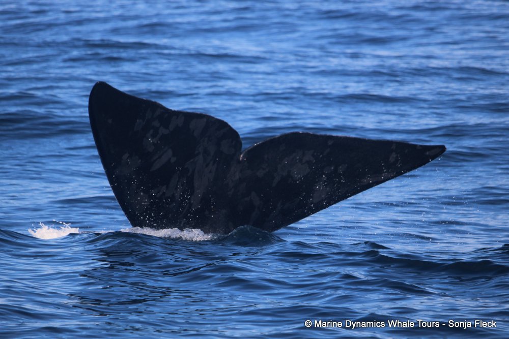 Southern right whale, whale watching, gansbaai, south africa,