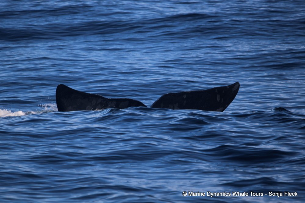 Southern right whale, whale watching, gansbaai, south africa,