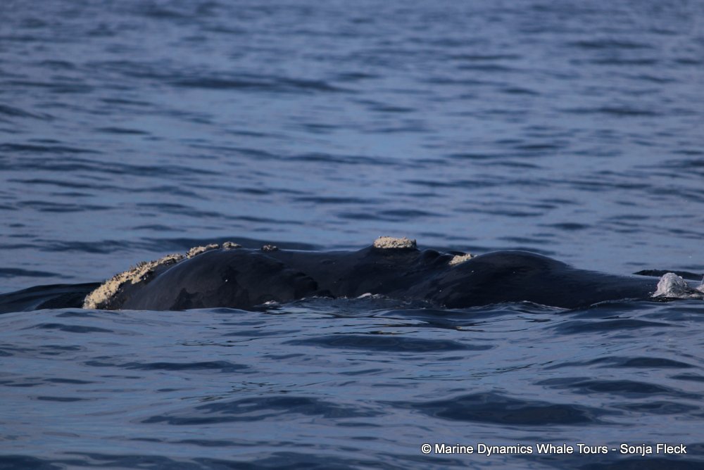 Southern right whale, whale watching, gansbaai, south africa,