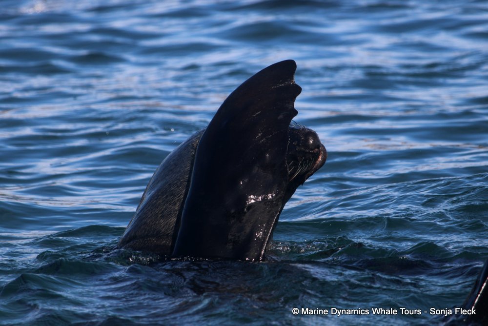 cape fur seal, whale watching, gansbaai, south africa