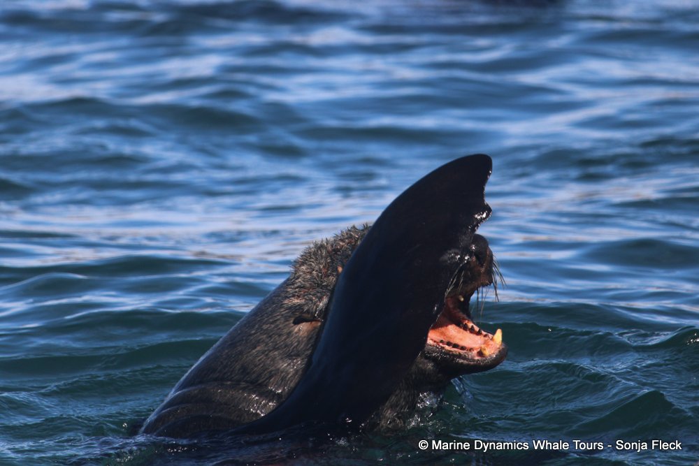 cape fur seal, whale watching, gansbaai, south africa