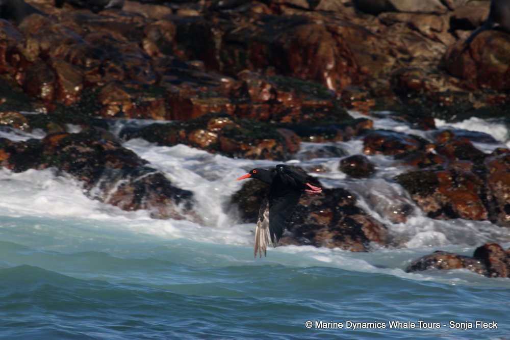 cape fur seal, whale watching, gansbaai, south africa