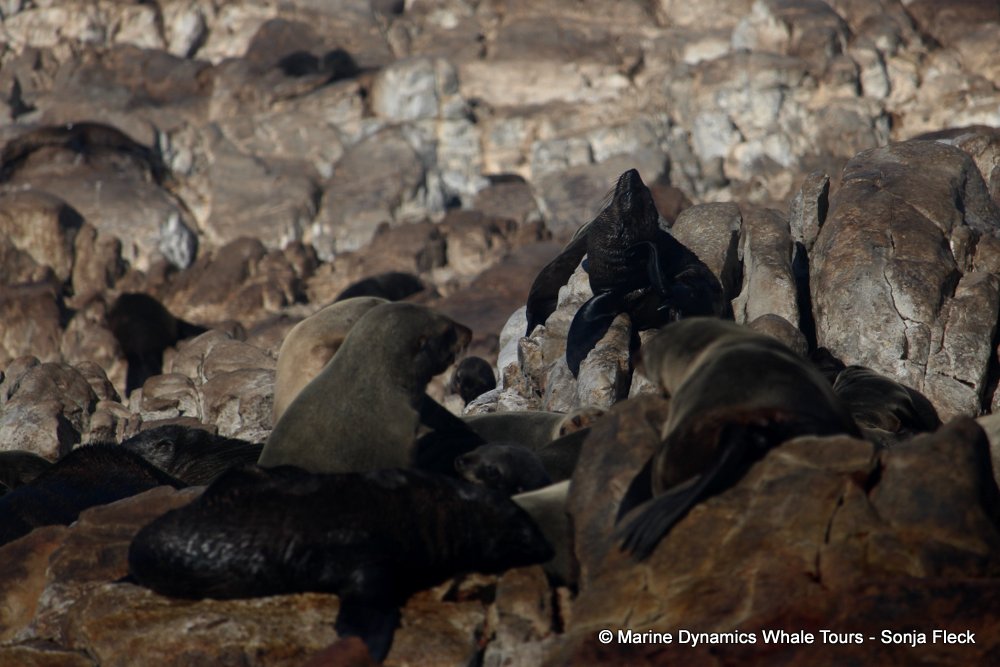 cape fur seal, whale watching, gansbaai, south africa