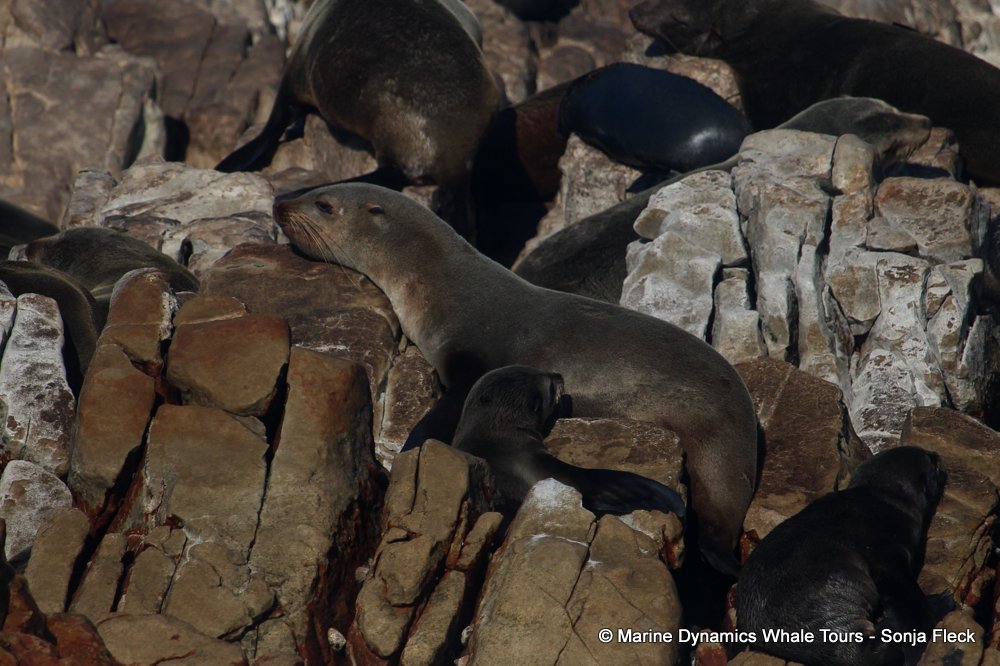 cape fur seal, whale watching, gansbaai, south africa