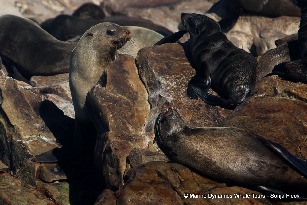 cape fur seal, whale watching, gansbaai, south africa