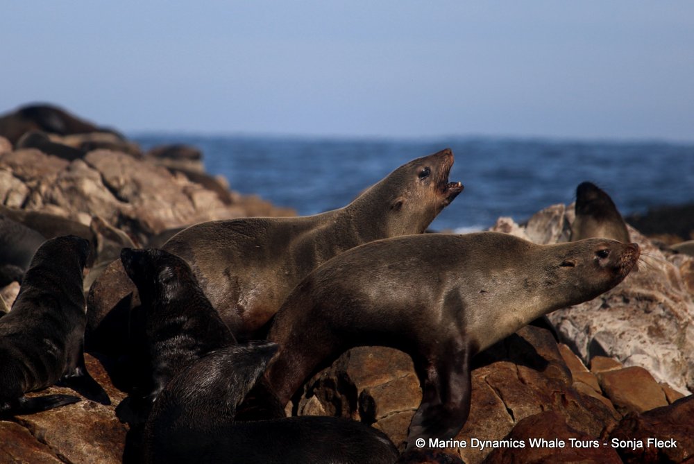 cape fur seal, whale watching, gansbaai, south africa
