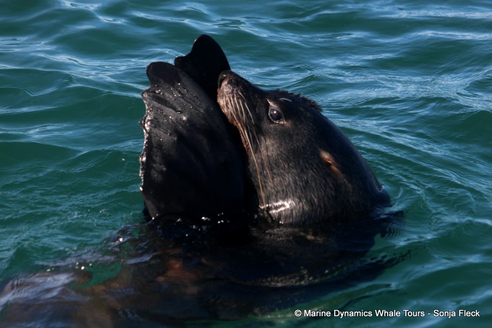 cape fur seal, whale watching, gansbaai, south africa
