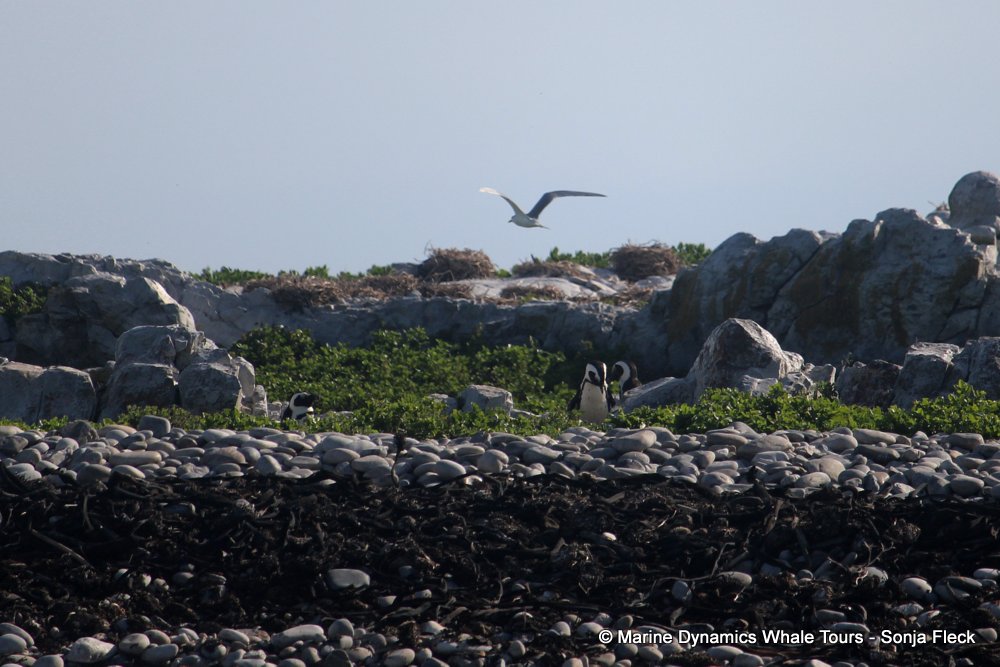 african penguin, whale watching, gansbaai, south africa