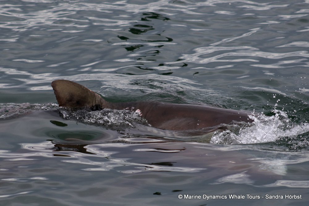 bronze whaler shark, whale watching, gansbaai, south africa,