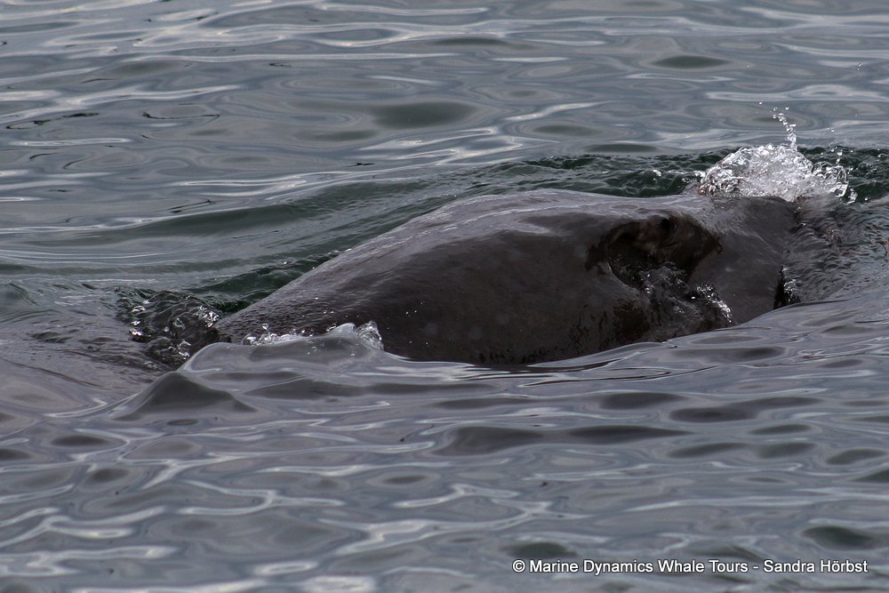 Stingray, whale watching, gansbaai, south africa,