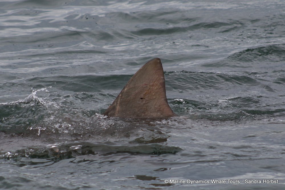 bronze whaler shark, whale watching, gansbaai, south africa,