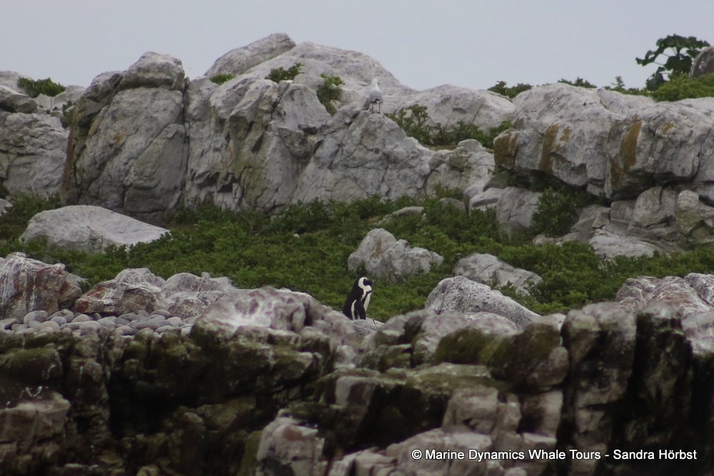 african penguin, whale watching, gansbaai, south africa