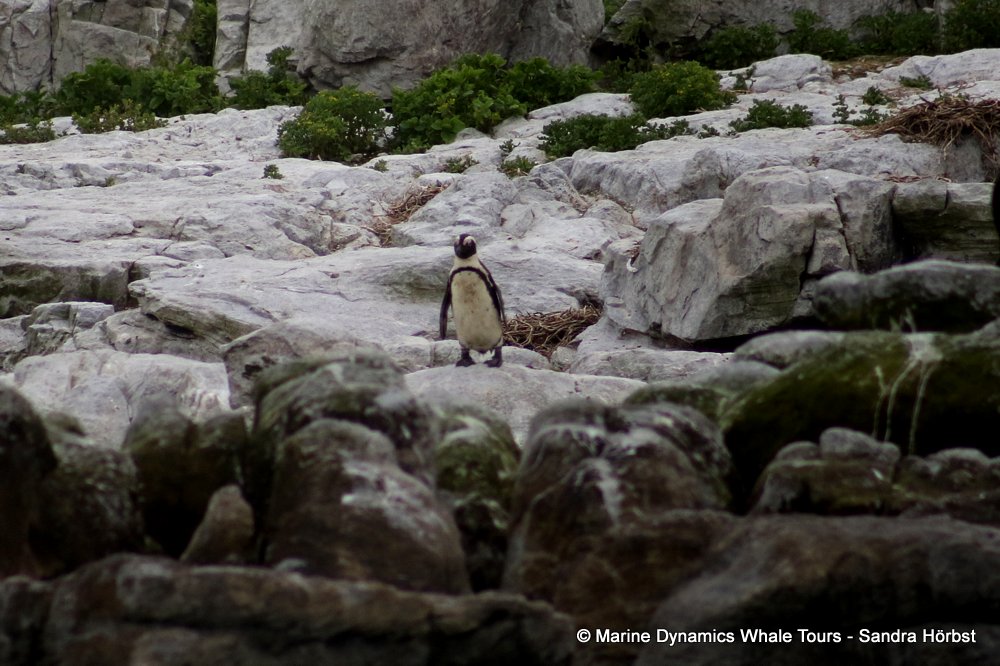 african penguin, whale watching, gansbaai, south africa