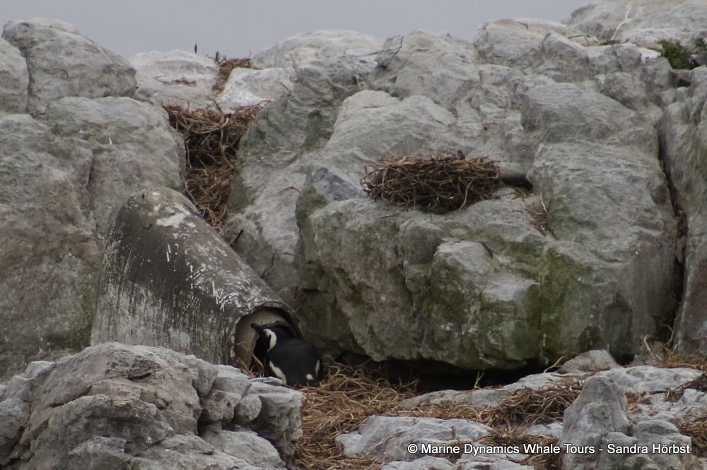 african penguin, whale watching, gansbaai, south africa