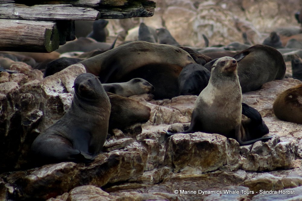 cape fur seal, whale watching, gansbaai, south africa