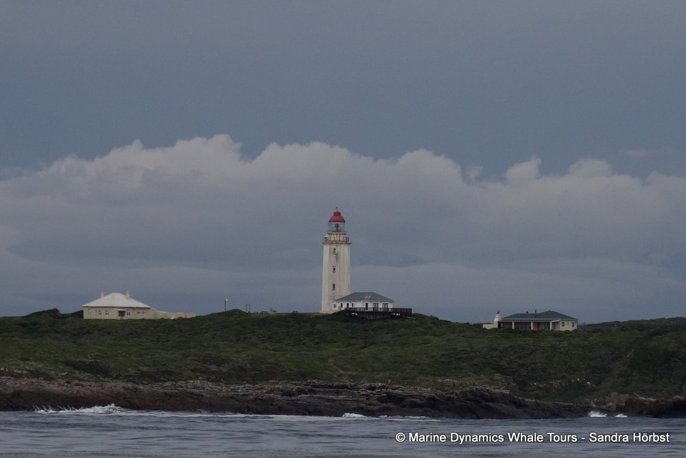 Danger Point, whale watching, gansbaai, south africa,