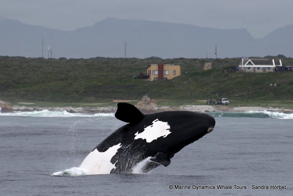Southern right whale, whale watching, gansbaai, south africa,