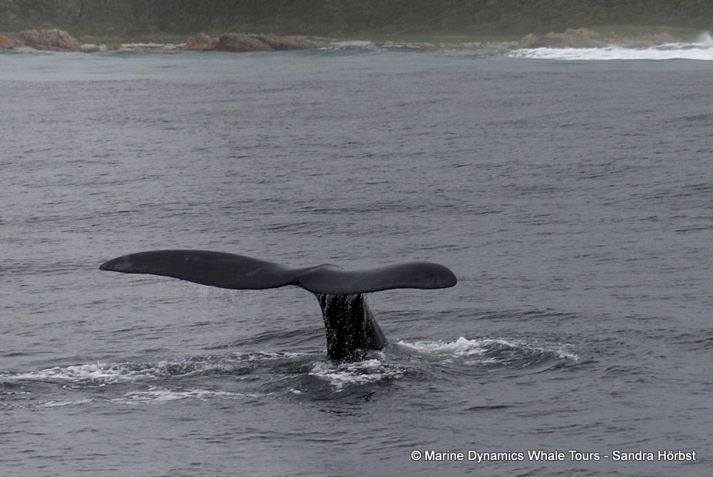 Southern right whale, whale watching, gansbaai, south africa,