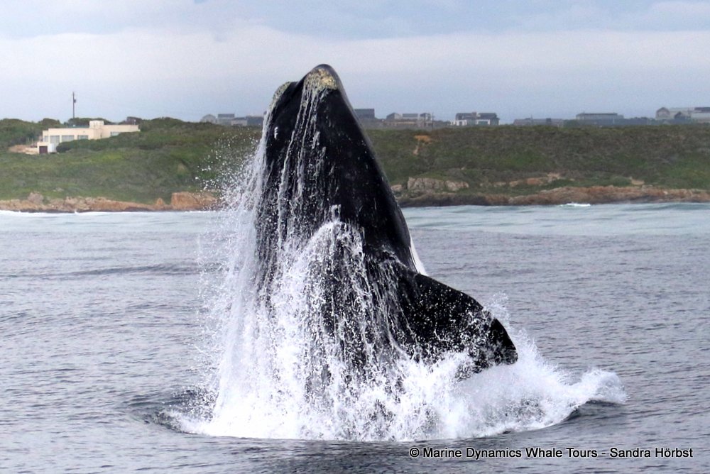 Marine Big 5 Daily Blog 08 June