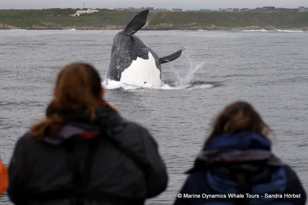 Southern right whale, whale watching, gansbaai, south africa,