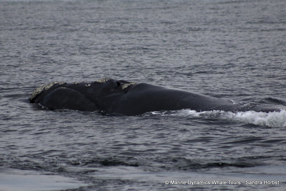 Southern right whale, whale watching, gansbaai, south africa,