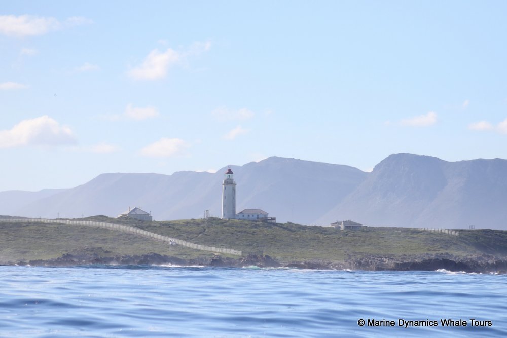 Danger Point, whale watching, gansbaai, south africa,