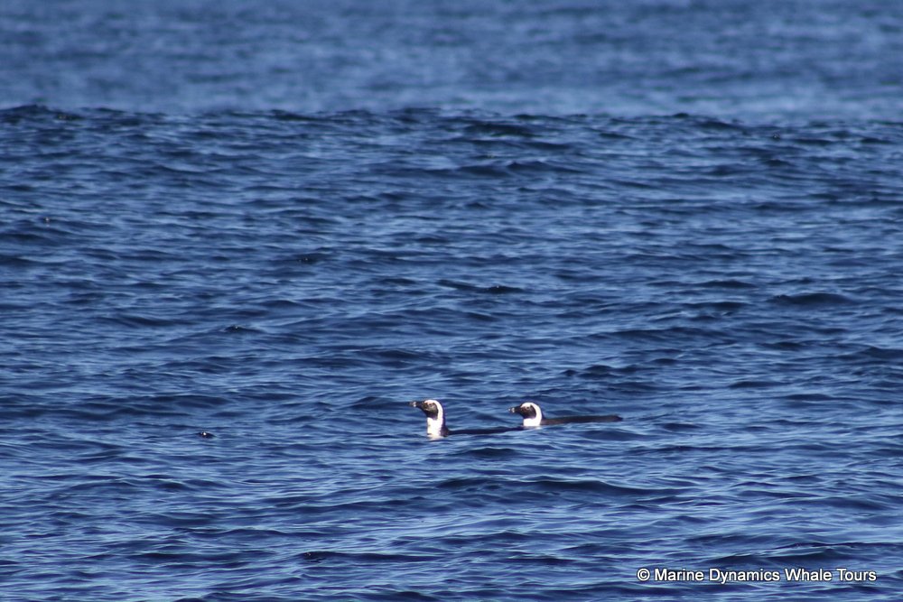 penguins, whale watching, gansbaai, south africa,