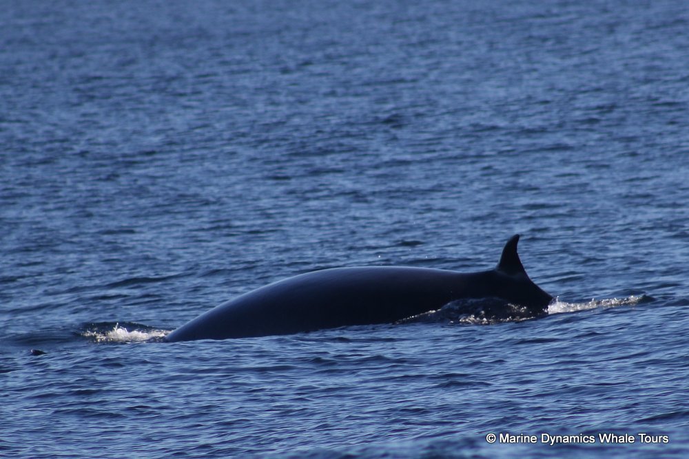 bryde's whale, whale watching, gansbaai, south africa,