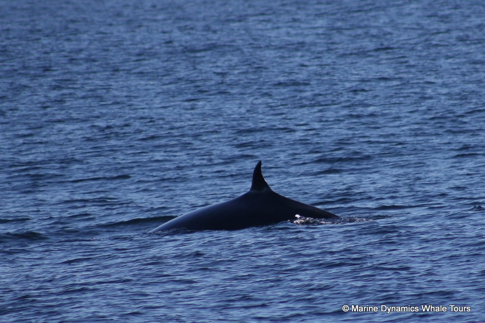 bryde's whale, whale watching, gansbaai, south africa,