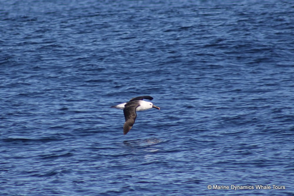 albatross, whale watching, gansbaai, south africa