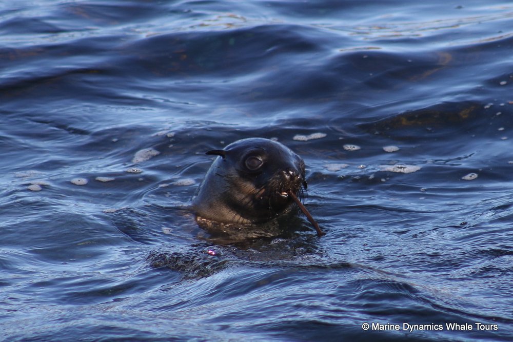 cape fur seal, whale watching, gansbaai, south africa