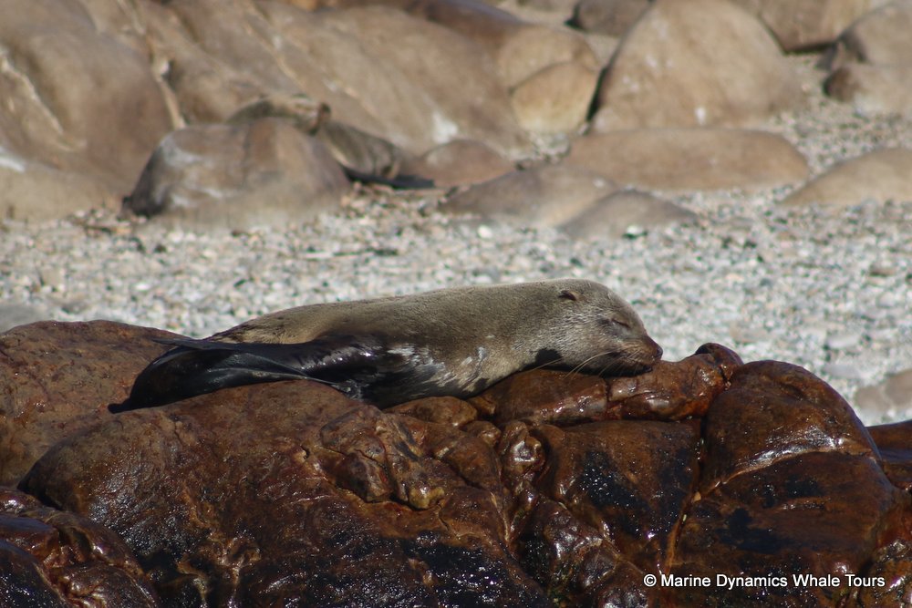 cape fur seal, whale watching, gansbaai, south africa