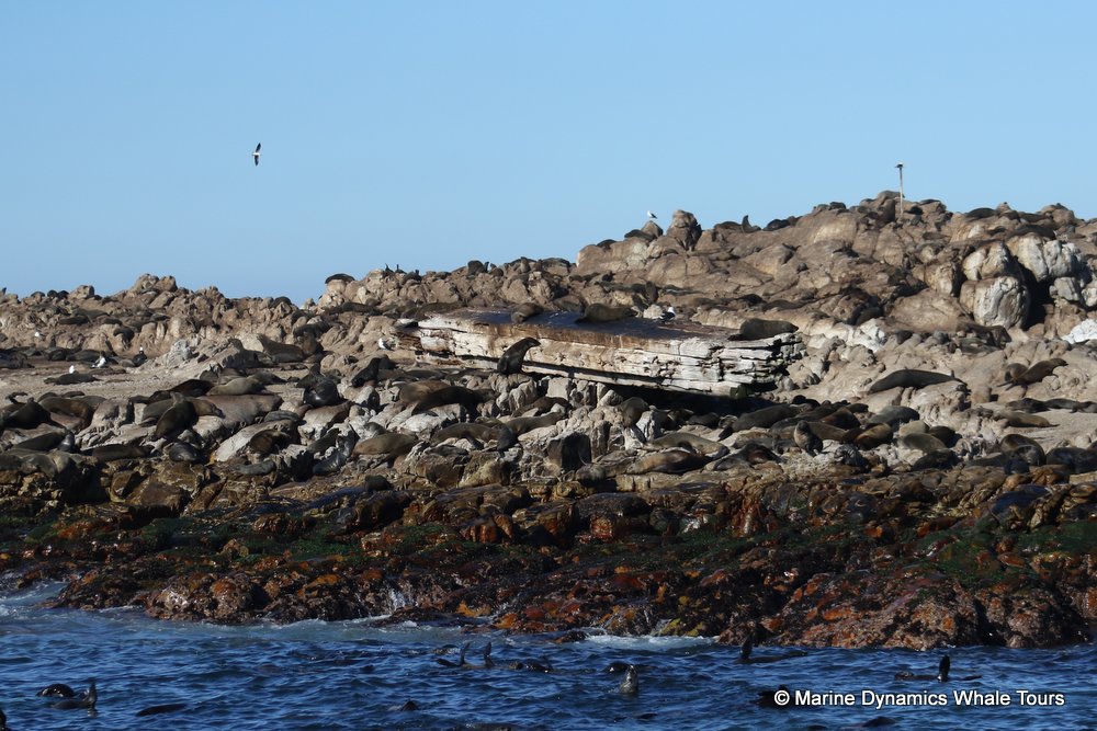 cape fur seal colony, whale watching, gansbaai, south africa,