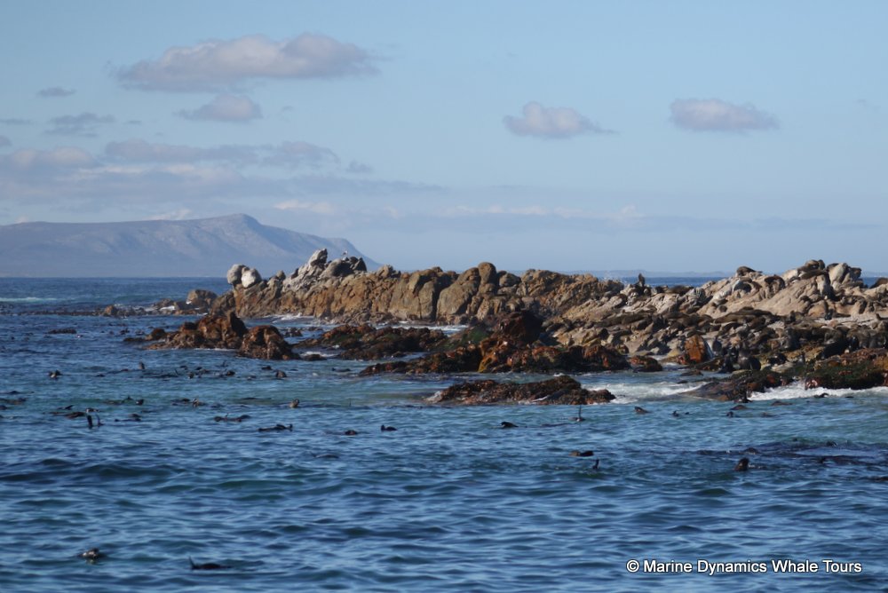 cape fur seal colony, whale watching, gansbaai, south africa,