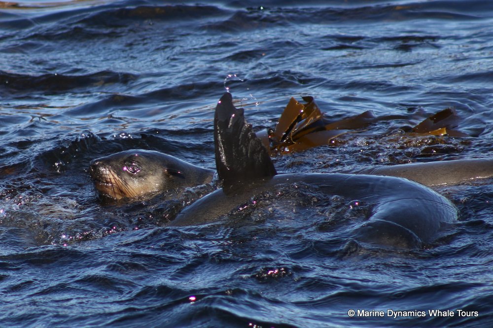 cape fur seal, whale watching, gansbaai, south africa