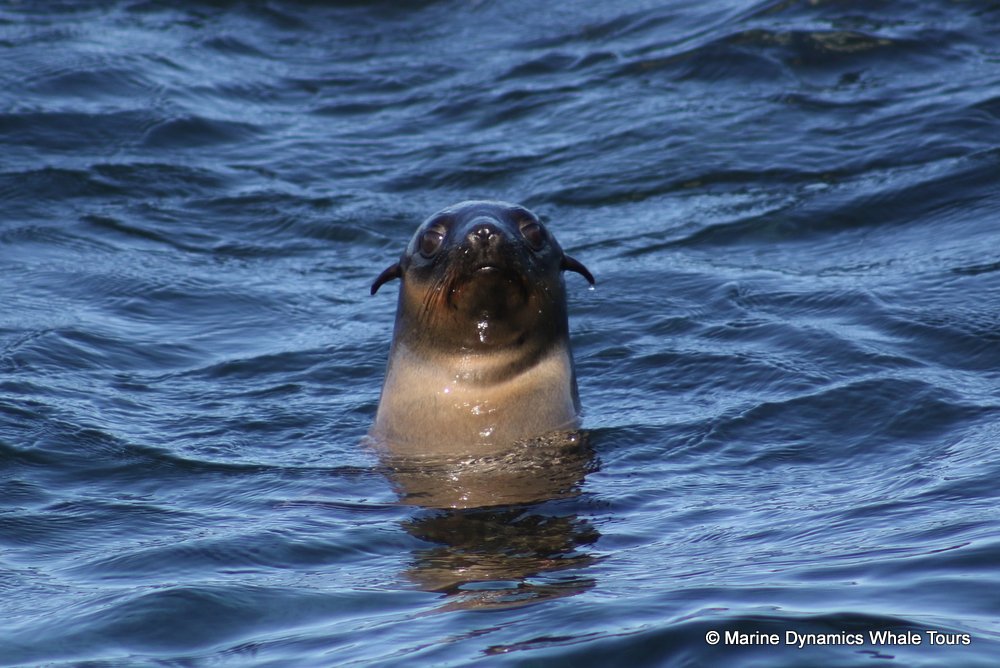 Marine Big 5 Daily Blog 09 June