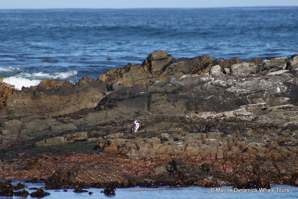 african penguin, whale watching, gansbaai, south africa